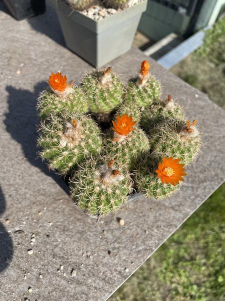 Parodia spec. orange